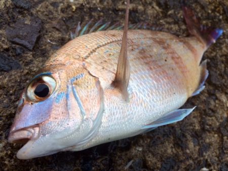 久々のカゴ釣り