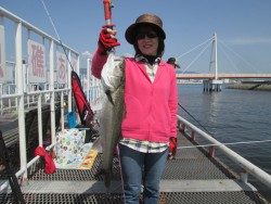 尼崎市魚つり公園　サビキでイワシ園内1100尾