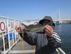 尼崎市立魚つり公園 サビキの回遊がありました