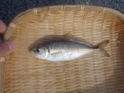 大阪南港海釣り公園 ガシラが強いです