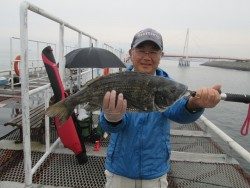 尼崎市立魚つり公園 エビ撒き釣りのチヌが好調です