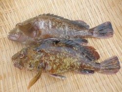 大阪南港海釣り公園 ナイスサイズのガシラ