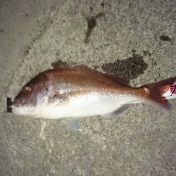 堺漁港で77cmのビッグマダイ!!