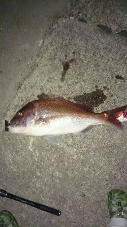 堺漁港で77cmのビッグマダイ!!