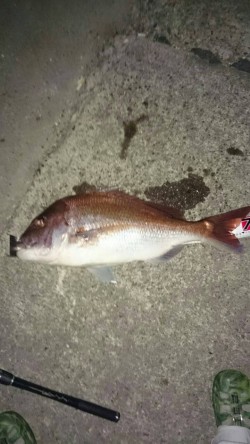 堺漁港で77ｃｍのビッグマダイ！！