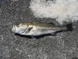 和歌山北港魚つり公園にてヒラメ・スズキの釣果