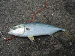 北港釣り公園　ハマチの釣果出てます