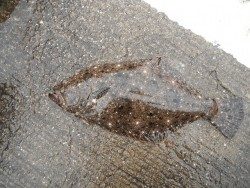 和歌山北港魚つり公園 ヒラメ49ｃｍ・マダイ40ｃｍの釣果