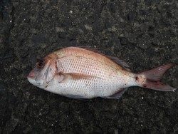 和歌山北港魚つり公園 ヒラメ49ｃｍ・マダイ40ｃｍの釣果