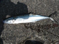 和歌山北港魚つり公園 サゴシ55ｃｍをキャッチ