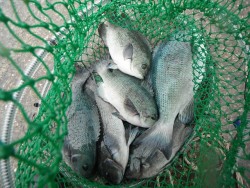 和歌山北港魚つり公園 グレがよく釣れました…