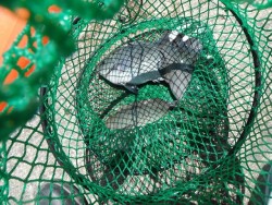 和歌山北港魚つり公園 グレとサンバソウの釣…