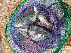 和歌山北港魚つり公園 投稿