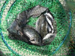 和歌山北港魚つり公園 投稿