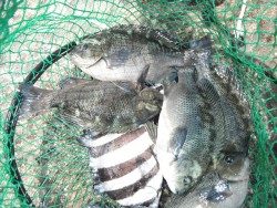 北港釣り光線　グレ・サンバソウ・カンダイの釣果