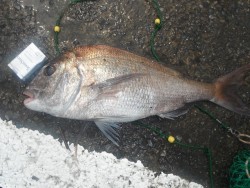 和歌山北港魚つり公園 良型マダイとヒラメの…