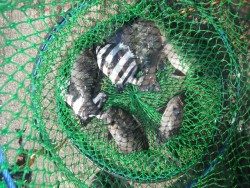 和歌山北港魚つり公園、グレ&サンバソウ