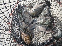 北港海釣り公園　グレ・アイゴの釣果