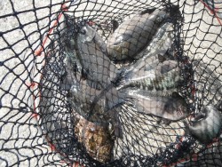 北港海釣り公園　グレ・アイゴの釣果