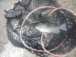 和歌山北港魚つり公園 チヌ・グレ好釣果