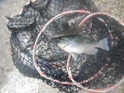 和歌山北港魚つり公園 チヌ・グレ好釣果