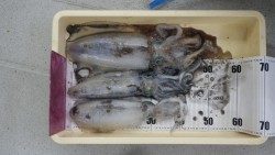 白浜町椿でヤエン釣り〜今年一番のアオリイカをゲット