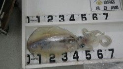 白浜にてヤエンでアオリイカ2.8ｋｇ