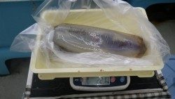 見草漁港 　ヤエンでアオリイカ2kgオーバー