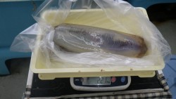 見草漁港 　ヤエンでアオリイカ2kgオーバ…