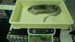 すさみ地磯　エギングでアオリイカ8ハイ