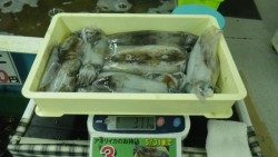 すさみ地磯　エギングでアオリイカ8ハイ