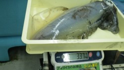 出ました！！　白浜袋の地磯でアオリイカ3ｋ…