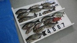 白浜町小石の鼻地磯　カゴでイサギ・ルアーでメジロ