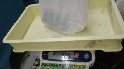 すさみにてエギングでキロUPアオリイカ