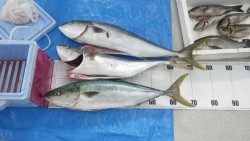 白浜町小石の鼻地磯　カゴでイサギ・ルアーでメジロ