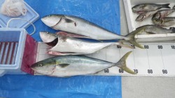 白浜町小石の鼻地磯　カゴでイサギ・ルアーで…