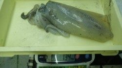 すさみにてエギングでキロUPアオリイカ