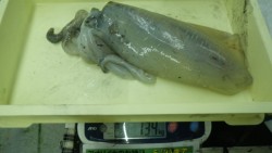 すさみにてエギングでキロUPアオリイカ