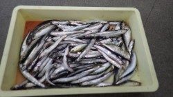 芳養（はや）にてサビキのイワシが好調