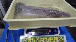 天神崎　ヤエンでアオリイカ2080g