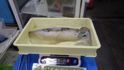 天神崎　ヤエンでアオリイカ1630g