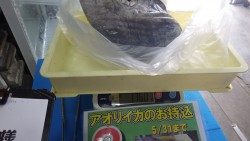 田辺天神崎　ヤエン釣りでアオリイカ1.76ｋｇ