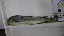 すさみ町　黒崎にてルアーにシイラアタック多数