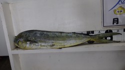 すさみ町　黒崎にてルアーにシイラアタック多…