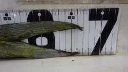 すさみ町　黒崎にてルアーにシイラアタック多数