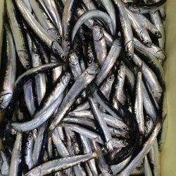 新芳養（はや）漁港  サビキでイワシ、エサ無しでも大漁！