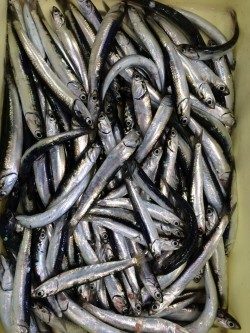 新芳養（はや）漁港  サビキでイワシ、エサ無しでも大漁！