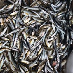 芳養堤防でお父さんと２人で　イワシ・アジ大漁！