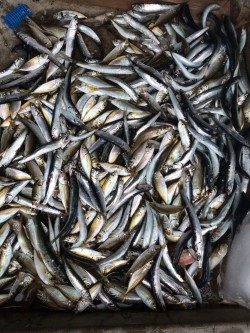 芳養堤防でお父さんと２人で　イワシ・アジ大漁！