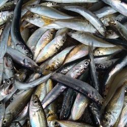 芳養堤防でお父さんと２人で　イワシ・アジ大漁！